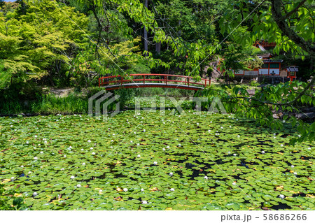 鯉沢の池 大原野神社 58686266