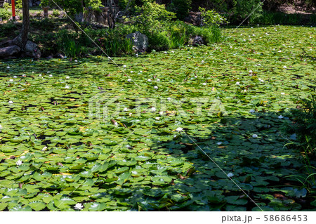 睡蓮 鯉沢の池 大原野神社 睡蓮 鯉沢の池 大原野神社 58686453