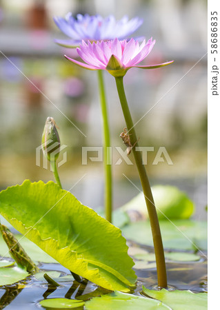 ヤゴの抜け殻 58686835