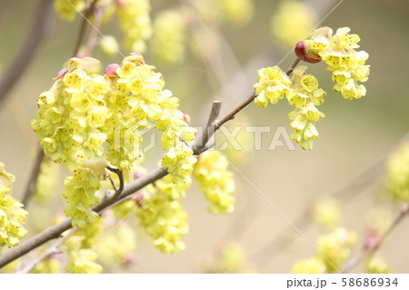 トサミズキ 58686934