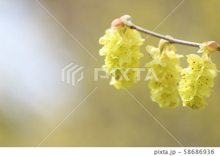 トサミズキ 58686936