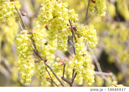 トサミズキ 58686937