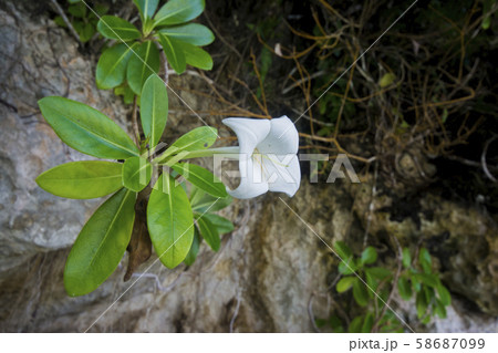 パラオ共和国　世界遺産　ロックアイランドに咲くホワイト・ロック・リリー（パラオ国花） 58687099