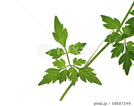 Close up Balloon vine plant on white background. 58687349