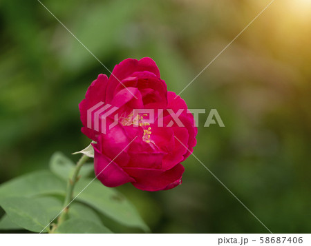 Damask Rose flower with blur background 58687406