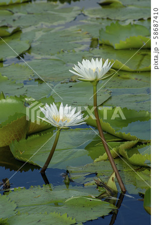 Close up water-lily flower with blur background. Close up water-lily flower with blur background. 58687410