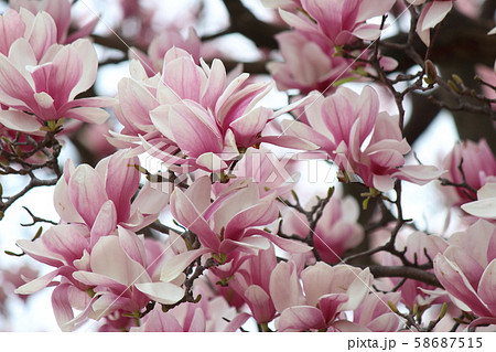 シモクレン シモクレン 58687515