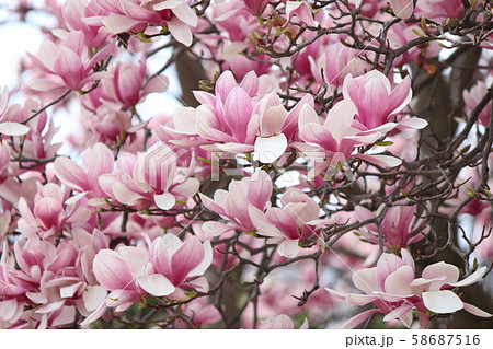 シモクレン シモクレン 58687516