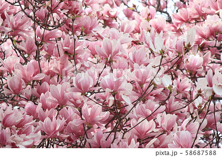 シモクレン 58687588