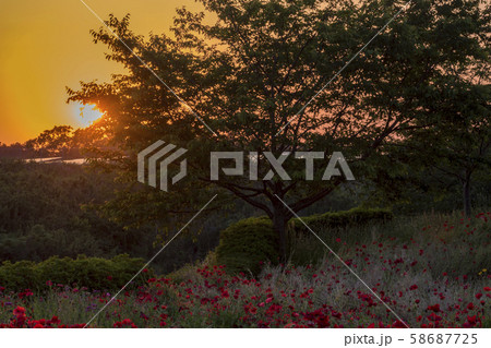 夕陽に照らされるポピー 夕陽に照らされるポピー 58687725