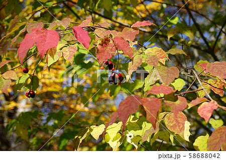 秋の早坂峠 秋の早坂峠 58688042