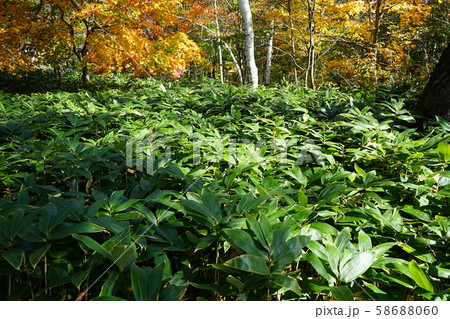 秋の早坂峠 秋の早坂峠 58688060