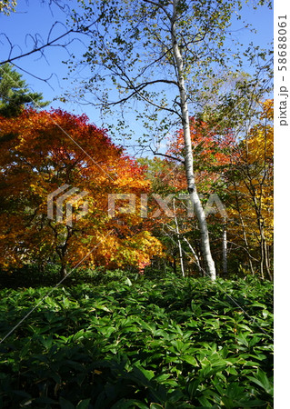 秋の早坂峠 秋の早坂峠 58688061