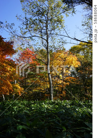 秋の早坂峠 58688064