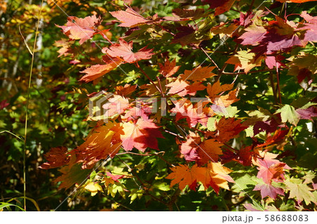 秋の早坂峠 58688083