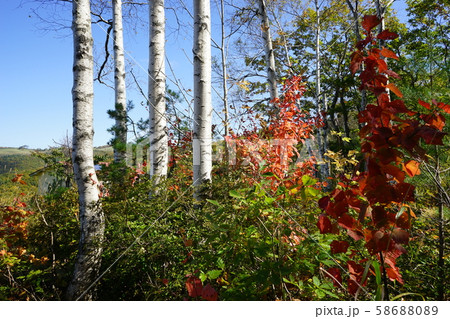 秋の早坂峠 秋の早坂峠 58688089