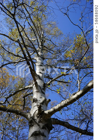 秋の早坂峠 秋の早坂峠 58688092