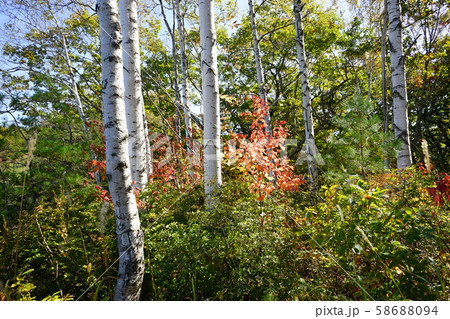 秋の早坂峠 58688094