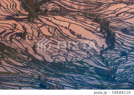 Hani Terraced rice fields of YuanYang, China during the golden hour Hani Terraced rice fields of YuanYang, China during the golden hour 58688210