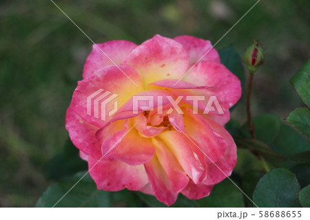 スブニールドゥアンネフランク 58688655