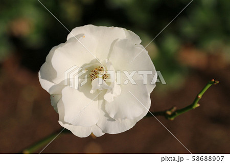 白薔薇：サマースノー 58688907