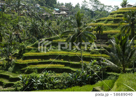 The beautiful Tegalallang rice terraces near Ubud in Bali 58689040