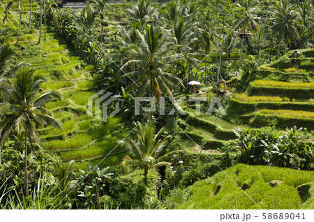The beautiful Tegalallang rice terraces near Ubud in Bali 58689041