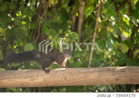 A beautiful squirrel on a wooden beam 58689170