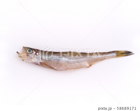 子持ちししゃも 58689171