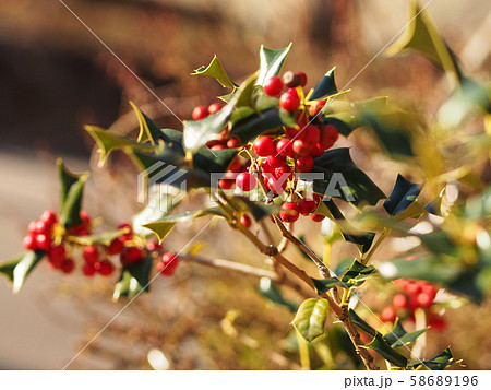 クリスマスカラーのヒイラギの写真素材