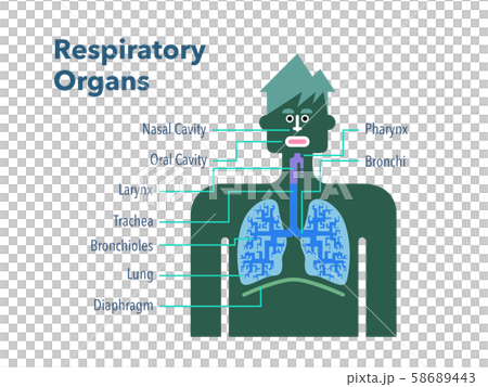 白バックに英語で各部位の名称が記載された呼吸器官のシンプルなイラストのイラスト素材