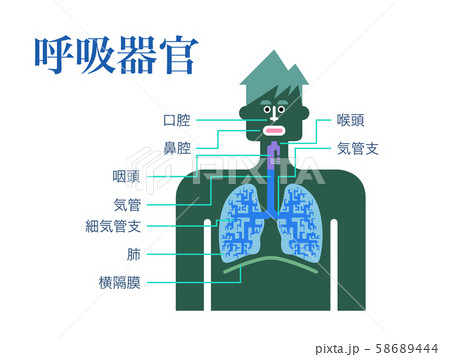 白バックに日本語で各部位の名称が記載された呼吸器官のシンプルなイラスト 白バックに日本語で各部位の名称が記載された呼吸器官のシンプルなイラスト 58689444