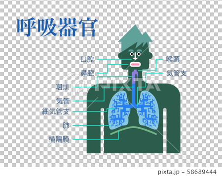 Simple illustration of respiratory organs with the name of each part written in Japanese on a white background Simple illustration of respiratory organs with the name of each part written in Japanese on a white background 58689444