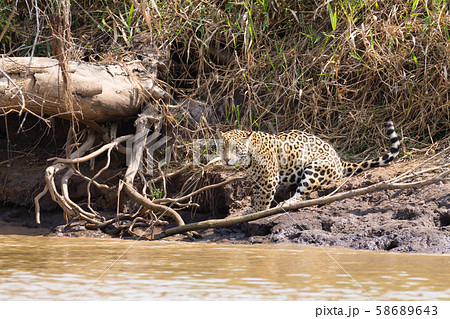 Jaguar from Pantanal, Brazil 58689643
