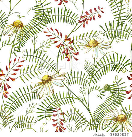 Wildflowers medicinal Tufted Vetch watercolor illustrations. Isolated on the white background Wildflowers medicinal Tufted Vetch watercolor illustrations. Isolated on the white background 58689837