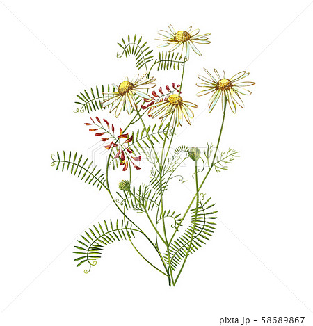 A Set Of Flowers. Daisy, Rose, Lily, Chamomile. Isolated On White. Stock  Photo, Picture and Royalty Free Image. Image 14752024.