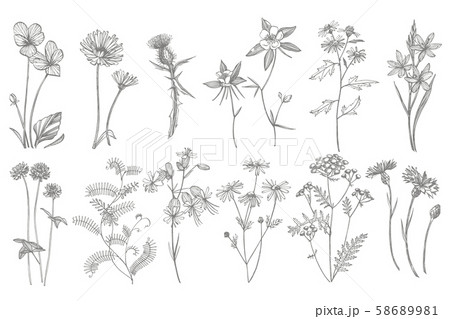 Collection of hand drawn flowers and herbs. Botanical plant illustration. Vintage medicinal herbs 58689981