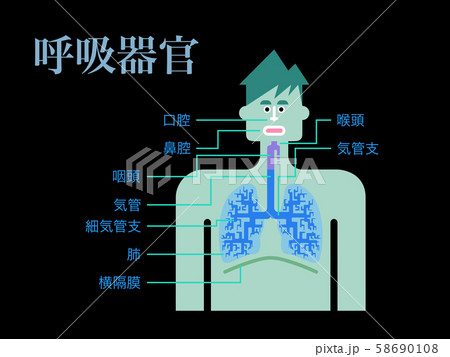 黒バックに日本語で各部位の名称が記載された呼吸器官のシンプルなイラスト 58690108