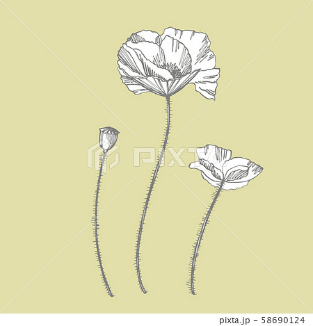 Poppy Flowers Botanical Plant Illustration Stock Illustration