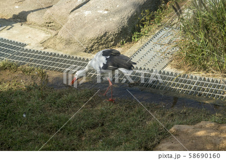 自然 鳥 韓国 58690160