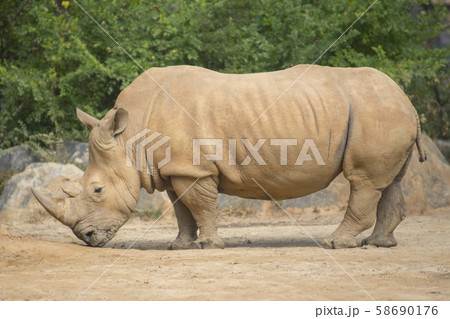 自然 動物 韓国の写真素材
