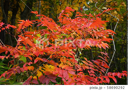 小本街道の紅葉 小本街道の紅葉 58690292