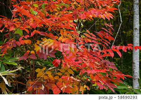 小本街道の紅葉 小本街道の紅葉 58690293