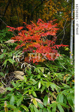 小本街道の紅葉 小本街道の紅葉 58690294