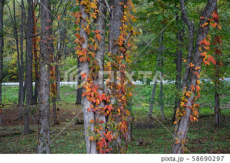 小本街道の紅葉 小本街道の紅葉 58690297