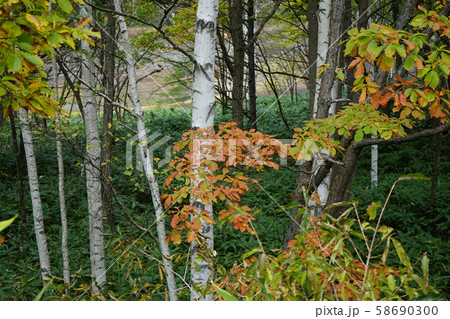 小本街道の紅葉 小本街道の紅葉 58690300