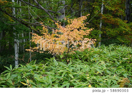 小本街道の紅葉 小本街道の紅葉 58690303