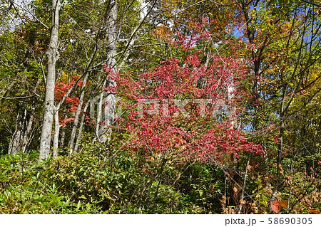 小本街道の紅葉 小本街道の紅葉 58690305