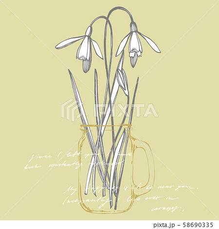 Snowdrop spring flowers. Botanical plant illustration. Vintage medicinal herbs sketch set of ink 58690335