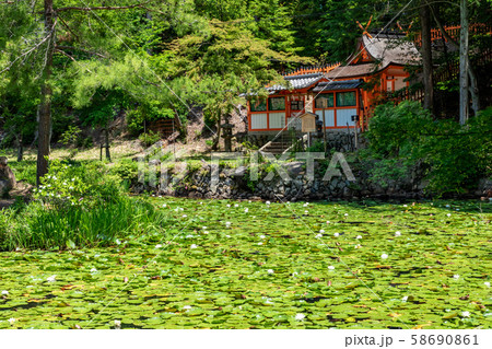 摂社若宮社 鯉沢の池 大原野神社 摂社若宮社 鯉沢の池 大原野神社 58690861